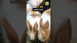 Rabbit Facts shorts facts rabbit [upl. by Aihsemat]