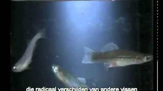 Water Het grote mysterie deel 39  Nederlands ondertiteld [upl. by Alocin]