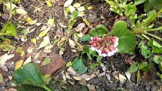 How to prune Bergenia Elephant ears [upl. by Nyltiak]