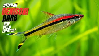 Denisons Barb The Gorgeous Torpedo Barb in Your Aquarium FISH4U [upl. by Otter127]