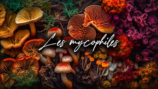 🍄 Podcast Les MYCOPHILES 2  Jérôme Legros  Récolteur agriculteur et chercheur mycologue [upl. by Maye]