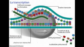 De lADN à lARNm [upl. by Edrick]