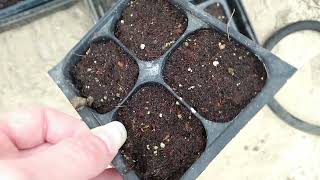 How To Start Bupleurum From Seed amp Seedlings Update [upl. by Anaiviv337]