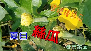 【都市菜園】這樣種絲瓜│如何分辨雄花和母花？絲瓜的管理 [upl. by Raouf173]