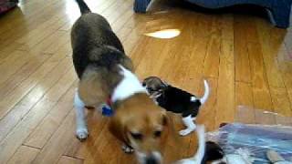 Beagle Puppies Playing with Mom [upl. by Einaled585]