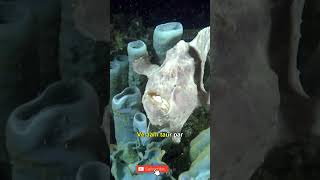 Facts about  Frog Fish  Freshwater Fish shorts fishfacts [upl. by Cacka927]