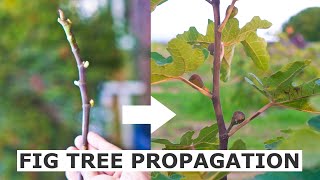 Propagate Fig Trees from Cuttings [upl. by Selyn]