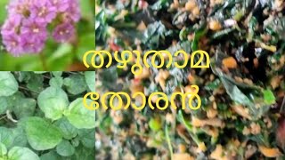 തഴുതാമ തോരൻ [upl. by Thomajan247]