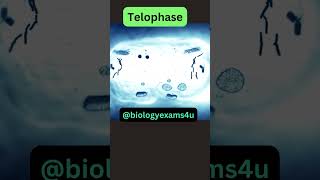 Stages of Mitosis 3D Animationbiologyexams4u [upl. by Alyad]