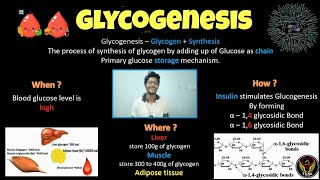 Glycogenesis  Biochemistry  Tamil  Insulin  Glycogen  Glucose  Diabetes Biology ThiNK VISION [upl. by Hege255]