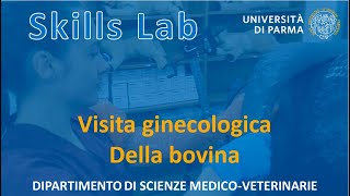 Visita ginecologica della bovina  Skills Lab UNIPR [upl. by Zitah348]