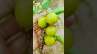 skincare amlaoil amla food glowingskin healthtips lemon liver liverdetoxification detox [upl. by Ingra]