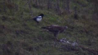 Common Buzzard and Roughlegged Buzzard  a comparison [upl. by Erreid]