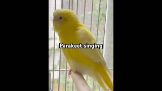 Parakeet singing birds budgies [upl. by Yzzo]