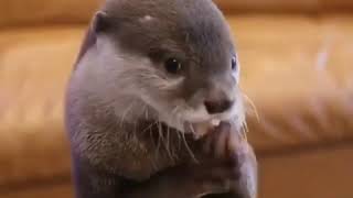 Cute  Funny OTTER Strange Noises and Sound Effect [upl. by Clementius508]