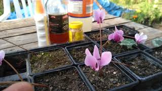 How cyclamen get pollinated by hover fly [upl. by Lashoh340]