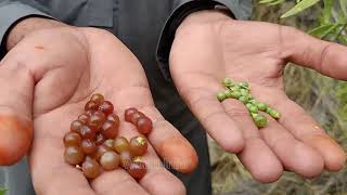 peelu fruits khabar tree in Pakistan sweet and tasty berry fruit  Miswaksalvadora oleiodes tree [upl. by Eckel]