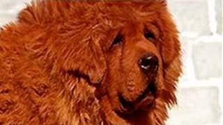 Red Tibetan Mastiff quotBig Splashquot Is Worlds Most Expensive Dog [upl. by Rossie]