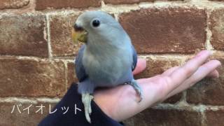 立川 コザクラインコ 手乗り 甘ったれ ヒナ上がり [upl. by Mendelsohn]