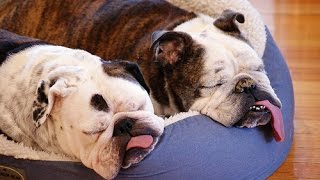 Top 15 English BullDog Funny Videos Ever  Funny BullDog Compilation [upl. by Hurleigh]