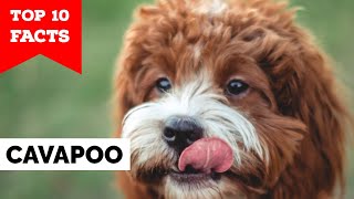 Cavapoo  Top 10 Facts [upl. by Enrahs]