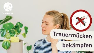 Trauermücken bekämpfen  So werdet ihr die Fliegen in der Blumenerde los [upl. by Vrablik968]