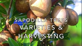 Sapodilla Trees  Varieties  How to tell when fruit is ripe  when to pick [upl. by Myrwyn]