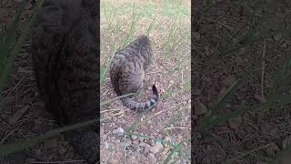 My cat on field visitanimallover catsofyoutube catlovers [upl. by Missi]