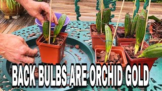 Growing Your Orchid Family Back Bulb Propagation Tips [upl. by Enyawed]