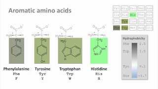 Biochemistry 40 Introduction to amino acids [upl. by Oiramel347]