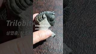 삼엽충 Trilobite Fossil  용산화석박물관 [upl. by Eceinahs574]