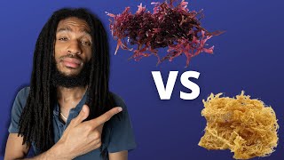 THE TRUTH ABOUT SEA MOSS Gracilaria is better than Chondrus Crispus  REACTION [upl. by Adair]