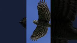 sparrowhawk in flight wildlife wildlifephotography birdsofprey nature [upl. by Erehs221]