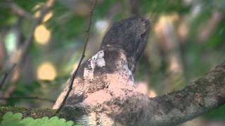 Blyths Frogmouth Batrachostomus affinis [upl. by Yenitirb]