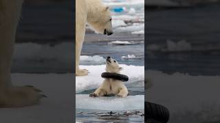 A touching story about a mother bear rescuing a seriously injured cub in the harsh Arctic region [upl. by Loginov]