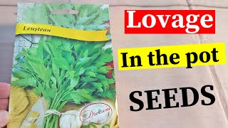 Im trying to Grow Lovage from seed [upl. by Wilkinson]