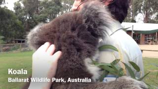 Petting Koala at Ballarat Wildlife Park Australia [upl. by Childs]