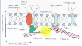 RBC plasma membrane proteins UNIT II cell biology csir net life sciences [upl. by Amalie]