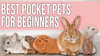 9 Best Pocket Pets for Beginners [upl. by Errick835]