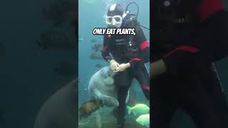 1 Reason Why Manatees Die [upl. by Notffilc]