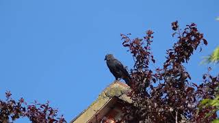 Western jackdaw alarm calling Milton Keynes UK June 2021 Corvus monedula [upl. by Hwu]