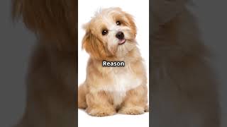 Why Havanese Dogs Are the Best cutedog dogbreed facts pets doglovers animals shorts [upl. by Nylesoj]