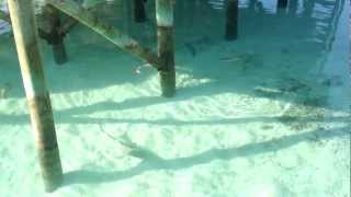 REQUINS et RAIES MANTAS aux MALDIVES Vakarufalhi [upl. by Legyn]