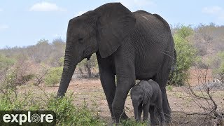 Africam Tembe Elephant Park powered by EXPLOREorg [upl. by Scott]