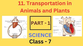 Transportation in Animals and Plants part1 Chapter 11  Class 7 Science  NCERT [upl. by Thia544]