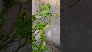 Lemon plant youtubeshorts plants shots nature houseplant houseplantlover  lemongarden [upl. by Avitzur]