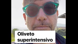 Oliveto superintensivo danielepaci agronomo olivertree olio oil raccolta [upl. by Arch]