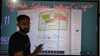 Photorespiration  C2 Cycle  Glycolate salvage pathway [upl. by Sylado]