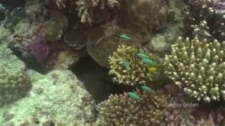 Giant Moray Gymnothorax javanicus [upl. by Piefer444]