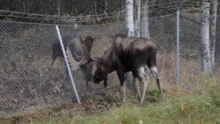 Wildlife Services responds to moose fight near Anchorage Airport [upl. by Harve]